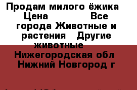 Продам милого ёжика › Цена ­ 10 000 - Все города Животные и растения » Другие животные   . Нижегородская обл.,Нижний Новгород г.